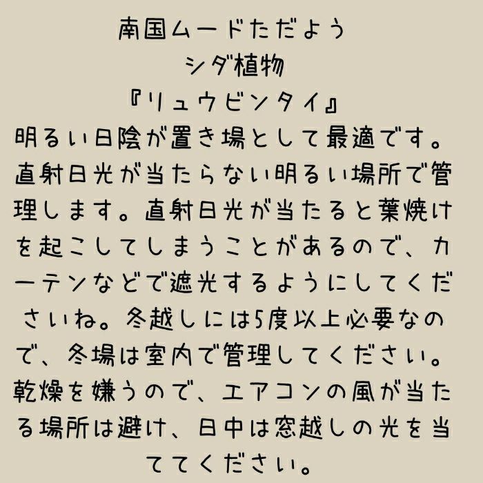 観葉植物現品販売
