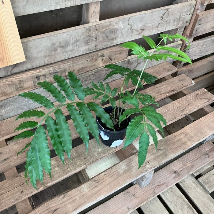 観葉植物現品販売