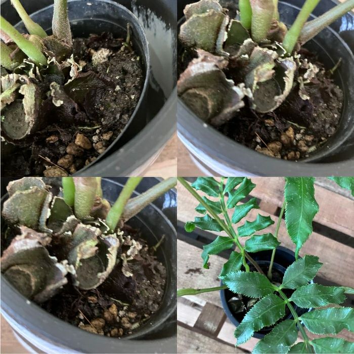 観葉植物現品販売