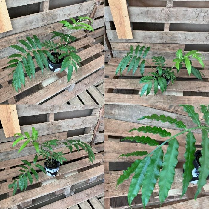 観葉植物現品販売