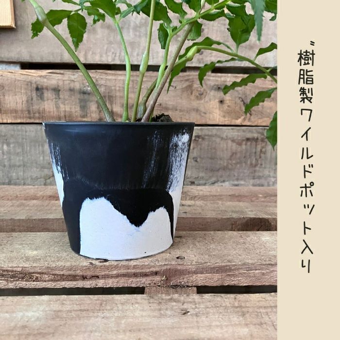 観葉植物現品販売