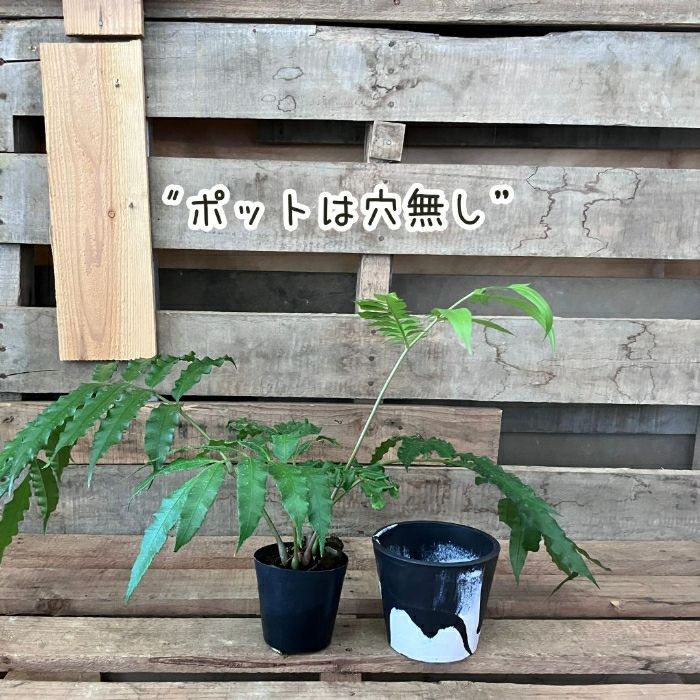 観葉植物現品販売
