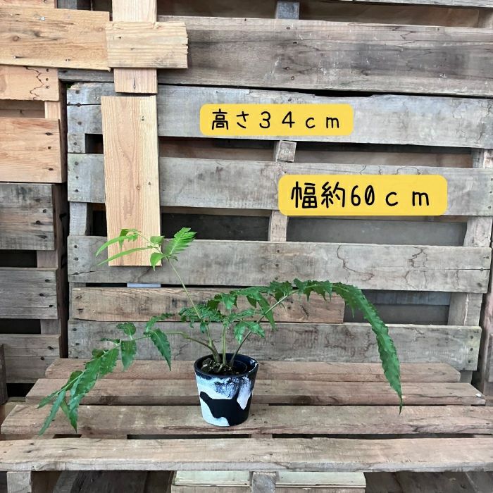 観葉植物現品販売