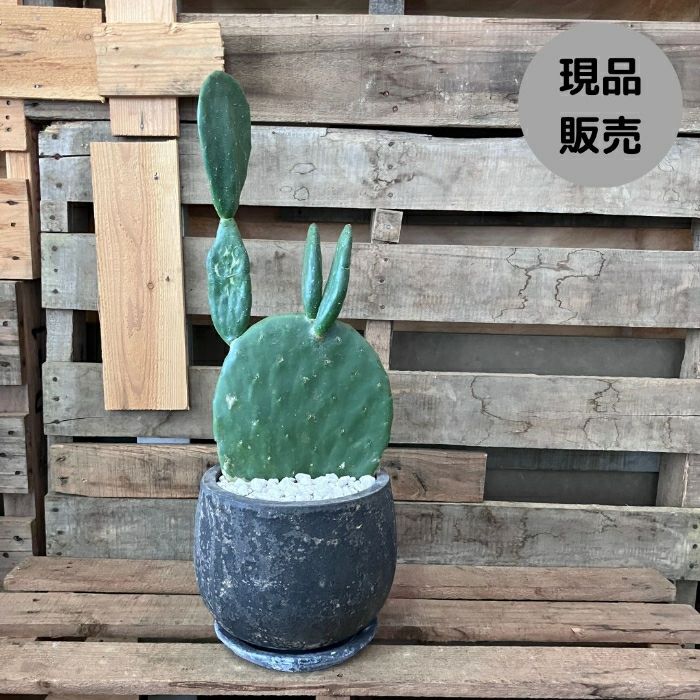 観葉植物現品販売