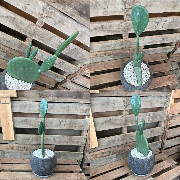 観葉植物現品販売