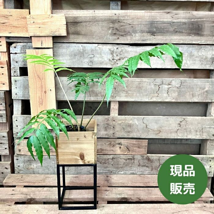 観葉植物現品販売