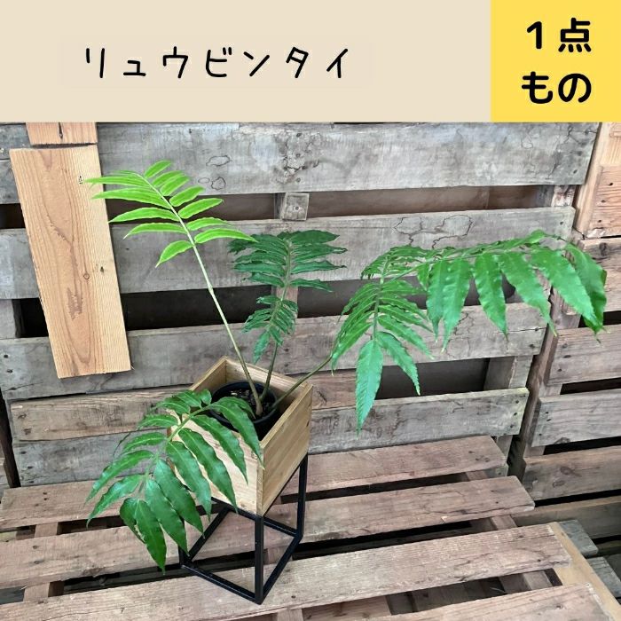 観葉植物現品販売