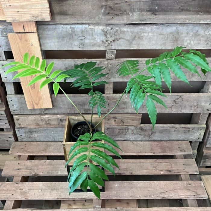 観葉植物現品販売