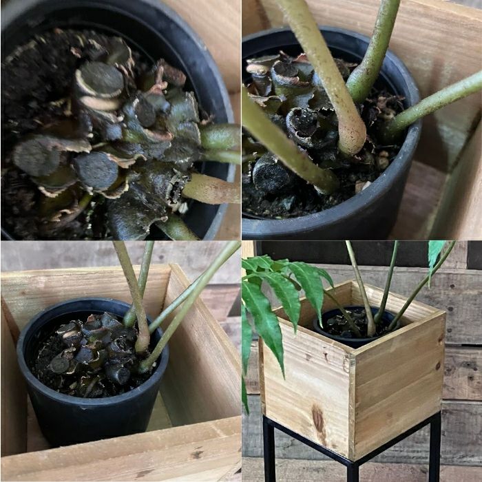 観葉植物現品販売