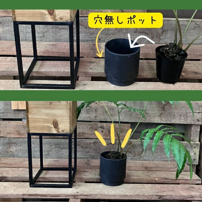 観葉植物現品販売