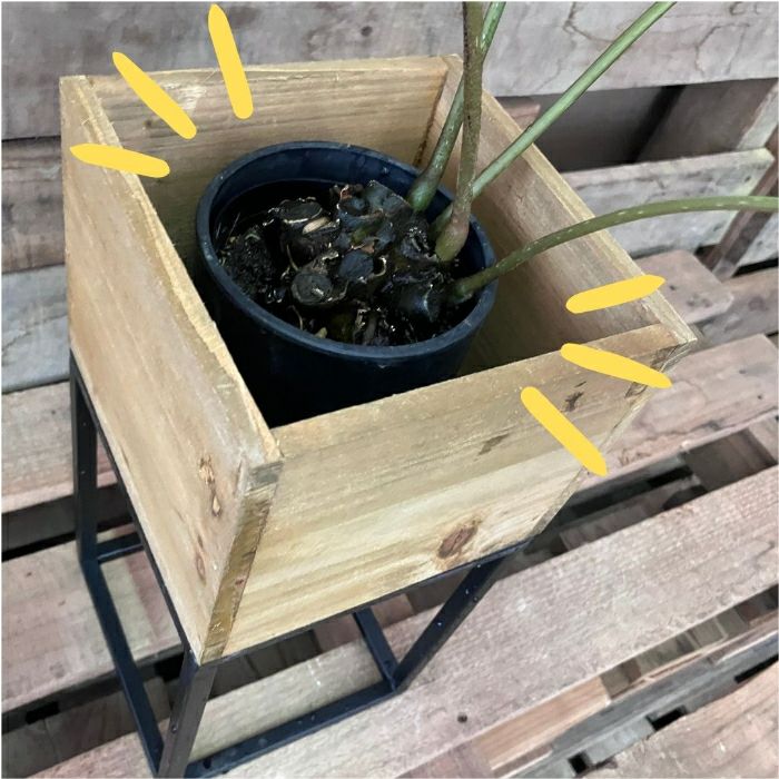 観葉植物現品販売