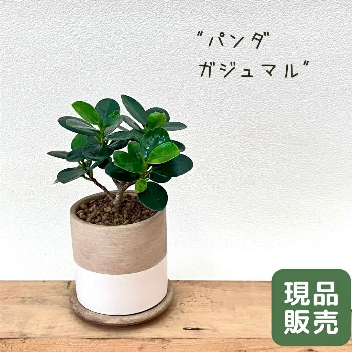 観葉植物現品販売