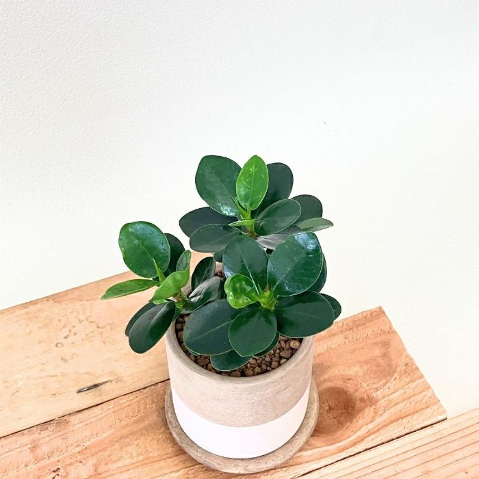 観葉植物現品販売