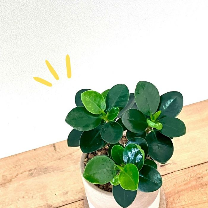観葉植物現品販売