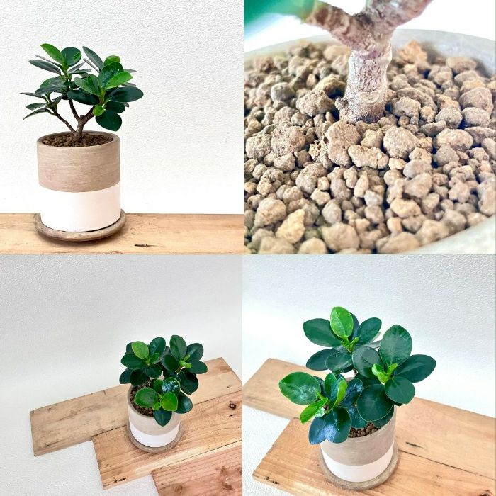 観葉植物現品販売