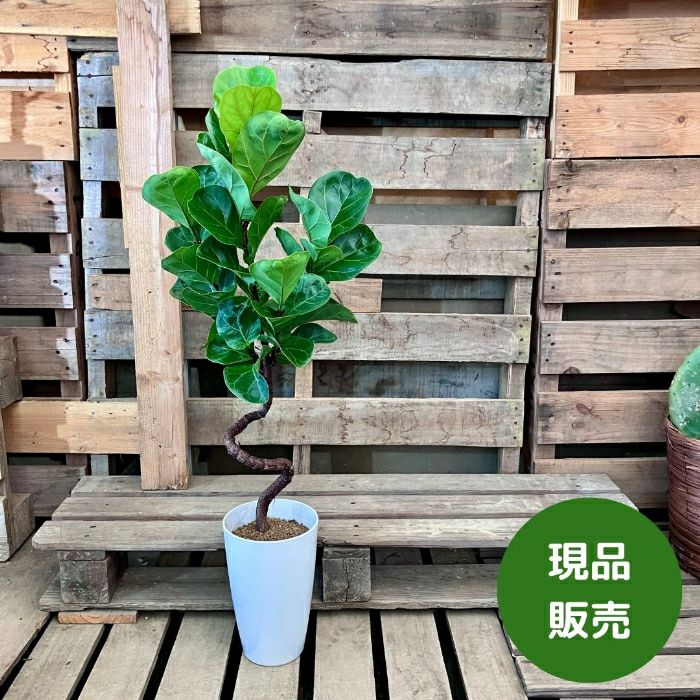 観葉植物現品販売