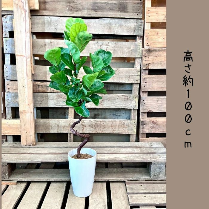 観葉植物現品販売