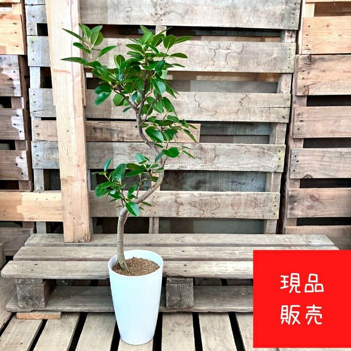 観葉植物現品販売