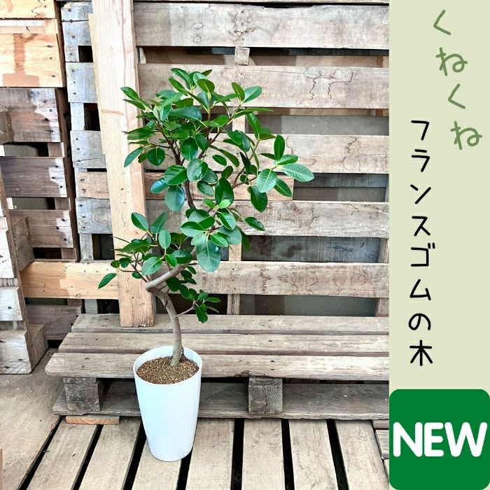 観葉植物現品販売