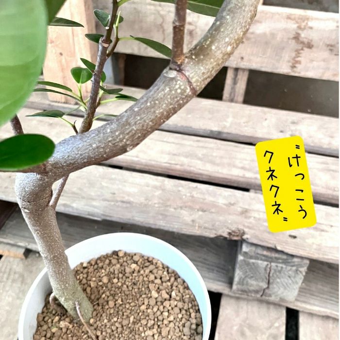 観葉植物現品販売