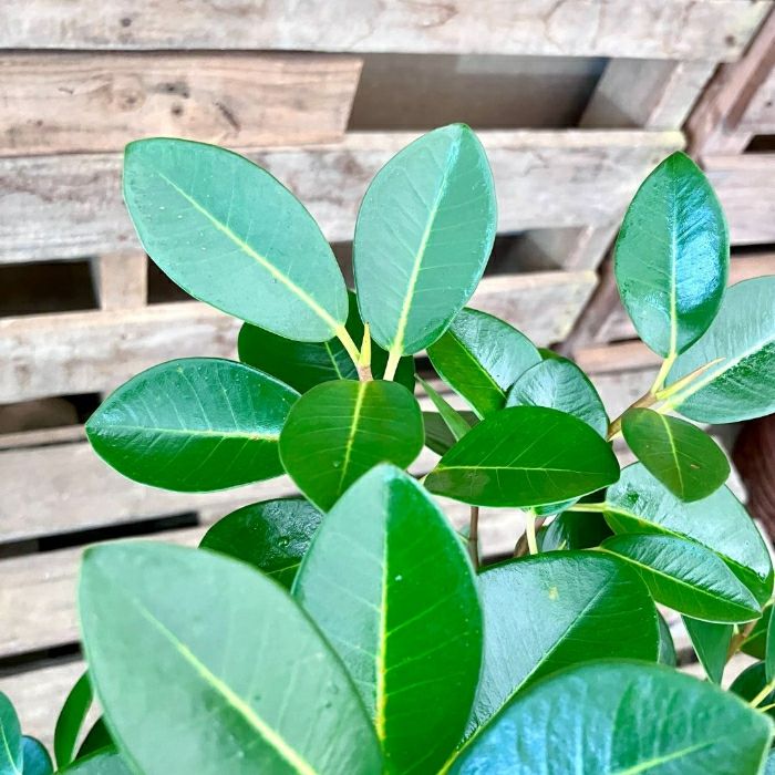 観葉植物現品販売