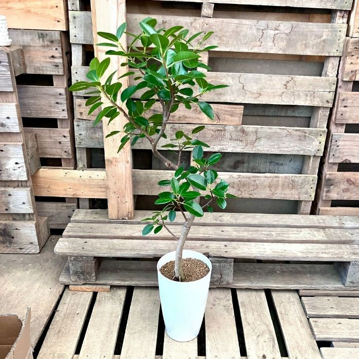 観葉植物現品販売