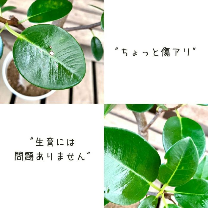 観葉植物現品販売