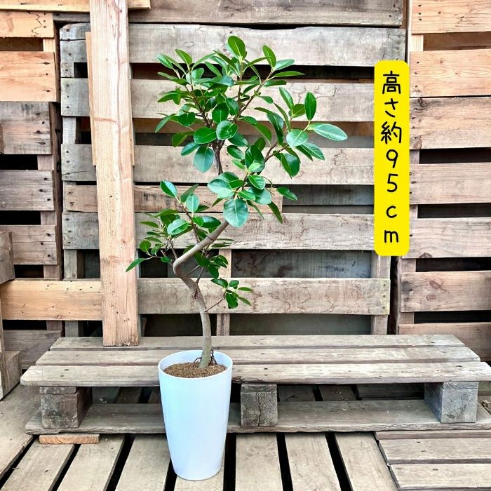 観葉植物現品販売