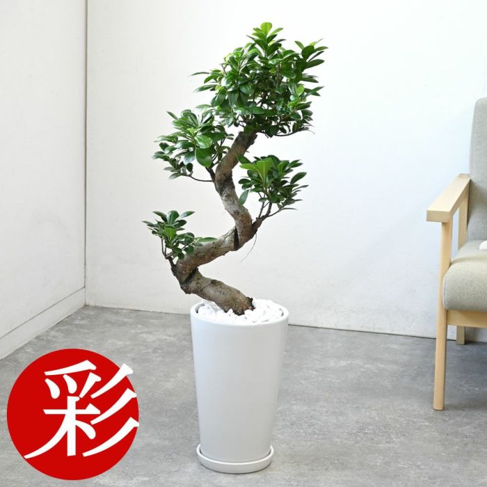ガジュマル（曲がり樹形） シャイニーホワイト ラウンドポット 観葉植物