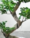 ガジュマル（曲がり樹形） シャイニーホワイト ラウンドポット 観葉植物