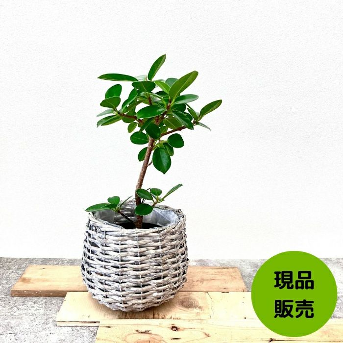 観葉植物現品販売