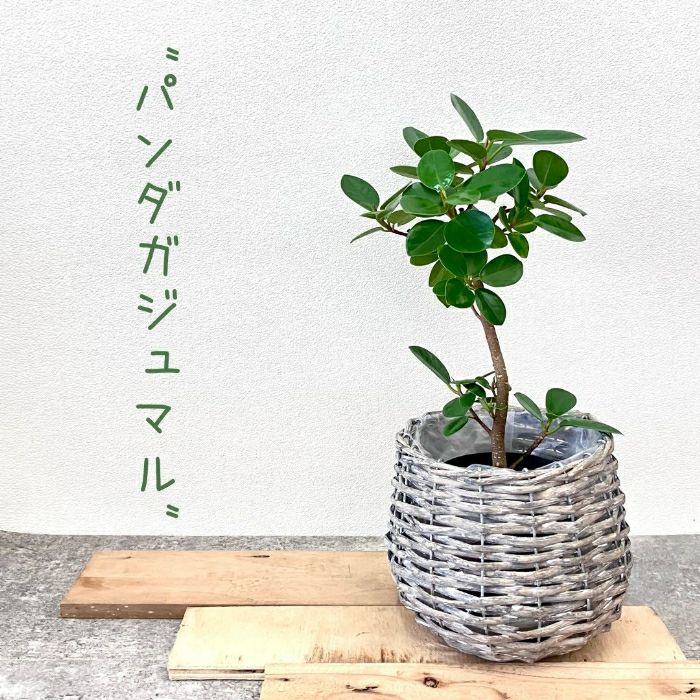 観葉植物現品販売