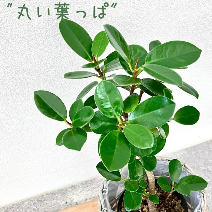 観葉植物現品販売