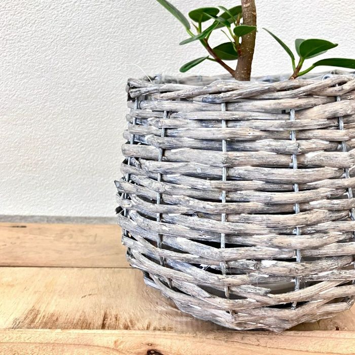 観葉植物現品販売