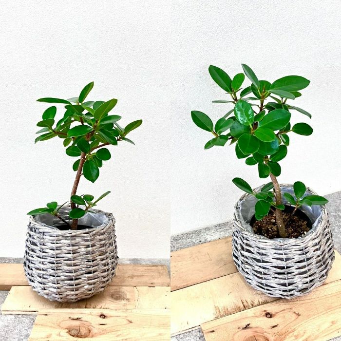 観葉植物現品販売
