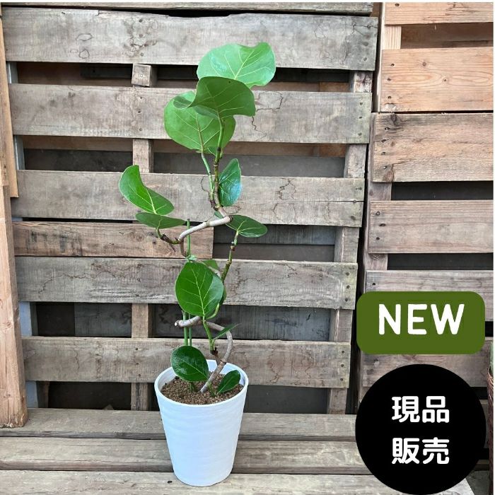 観葉植物現品販売