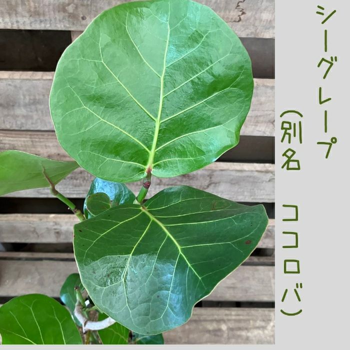 観葉植物現品販売