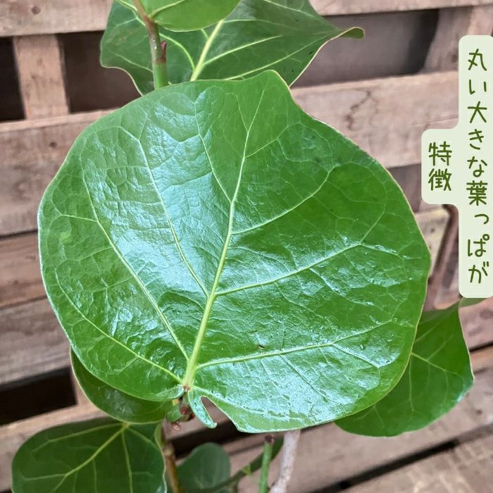 観葉植物現品販売