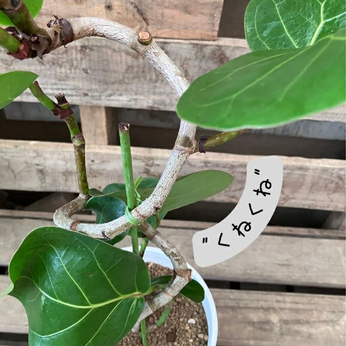 観葉植物現品販売