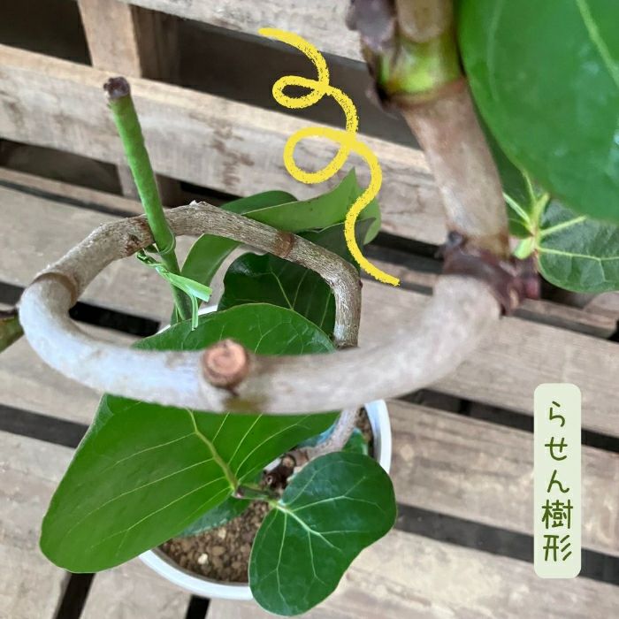 観葉植物現品販売