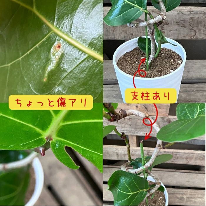 観葉植物現品販売