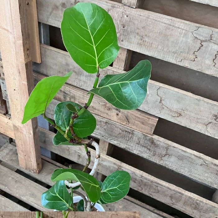 観葉植物現品販売