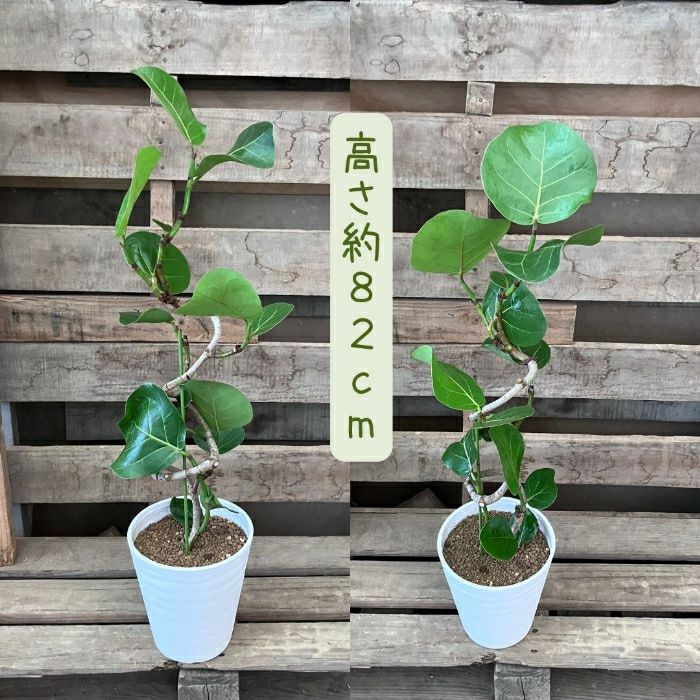観葉植物現品販売