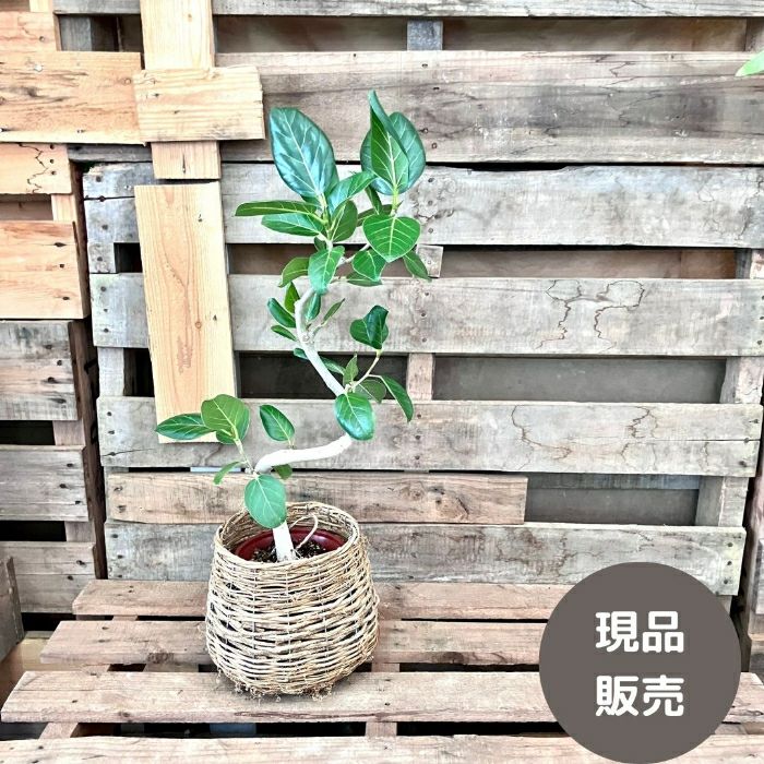 観葉植物現品販売