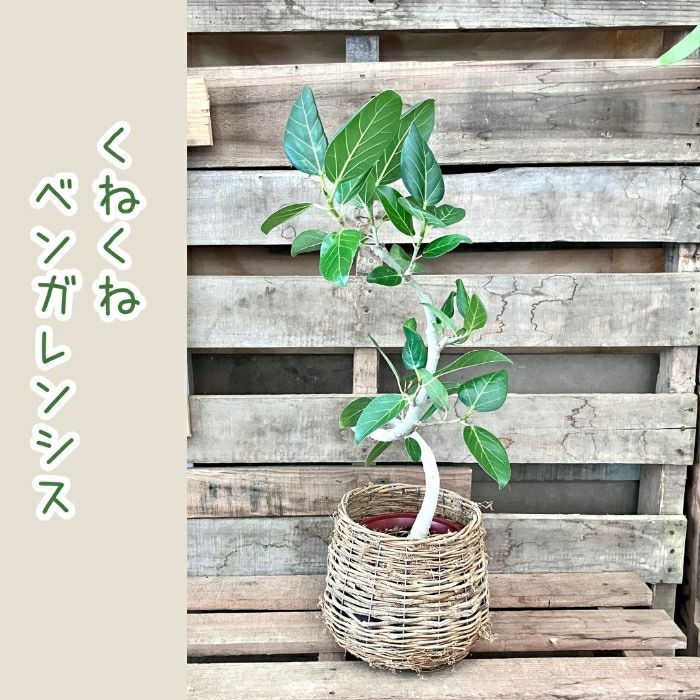 観葉植物現品販売