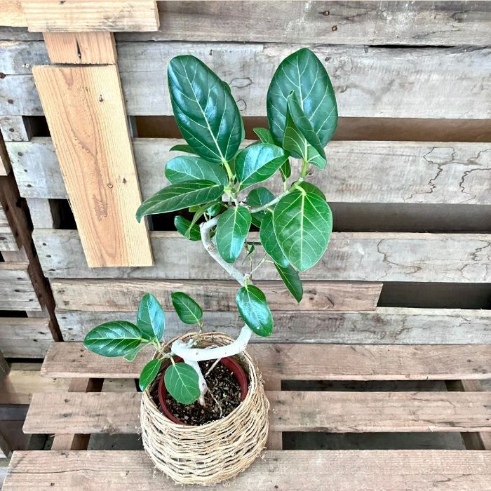 観葉植物現品販売