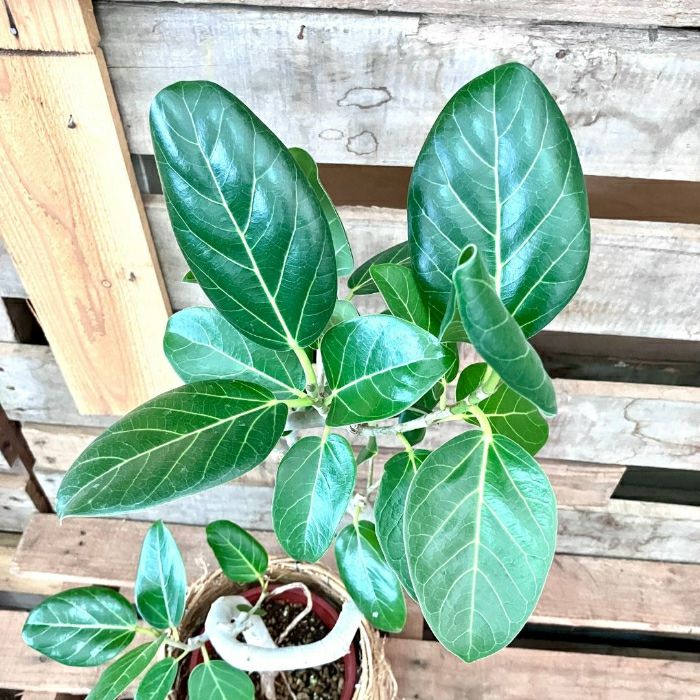観葉植物現品販売