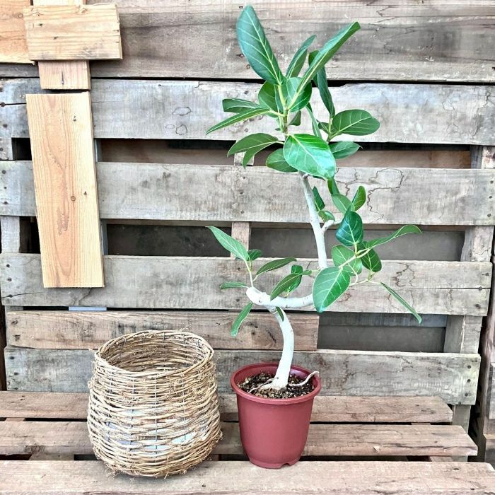 観葉植物現品販売