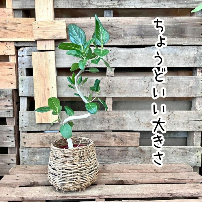 観葉植物現品販売