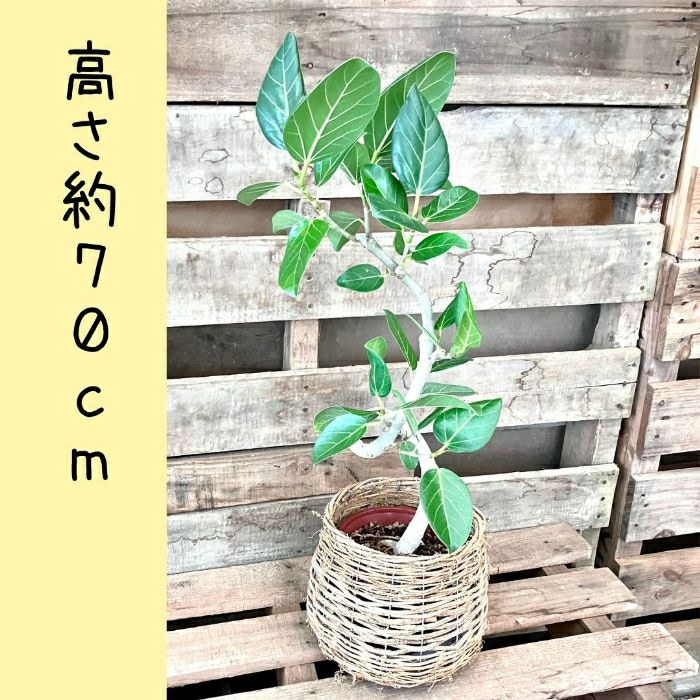 観葉植物現品販売